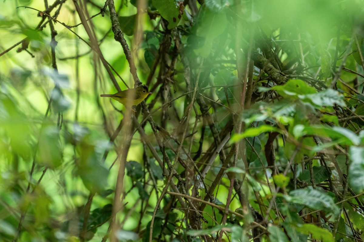 Green-crowned Warbler - ML620789471