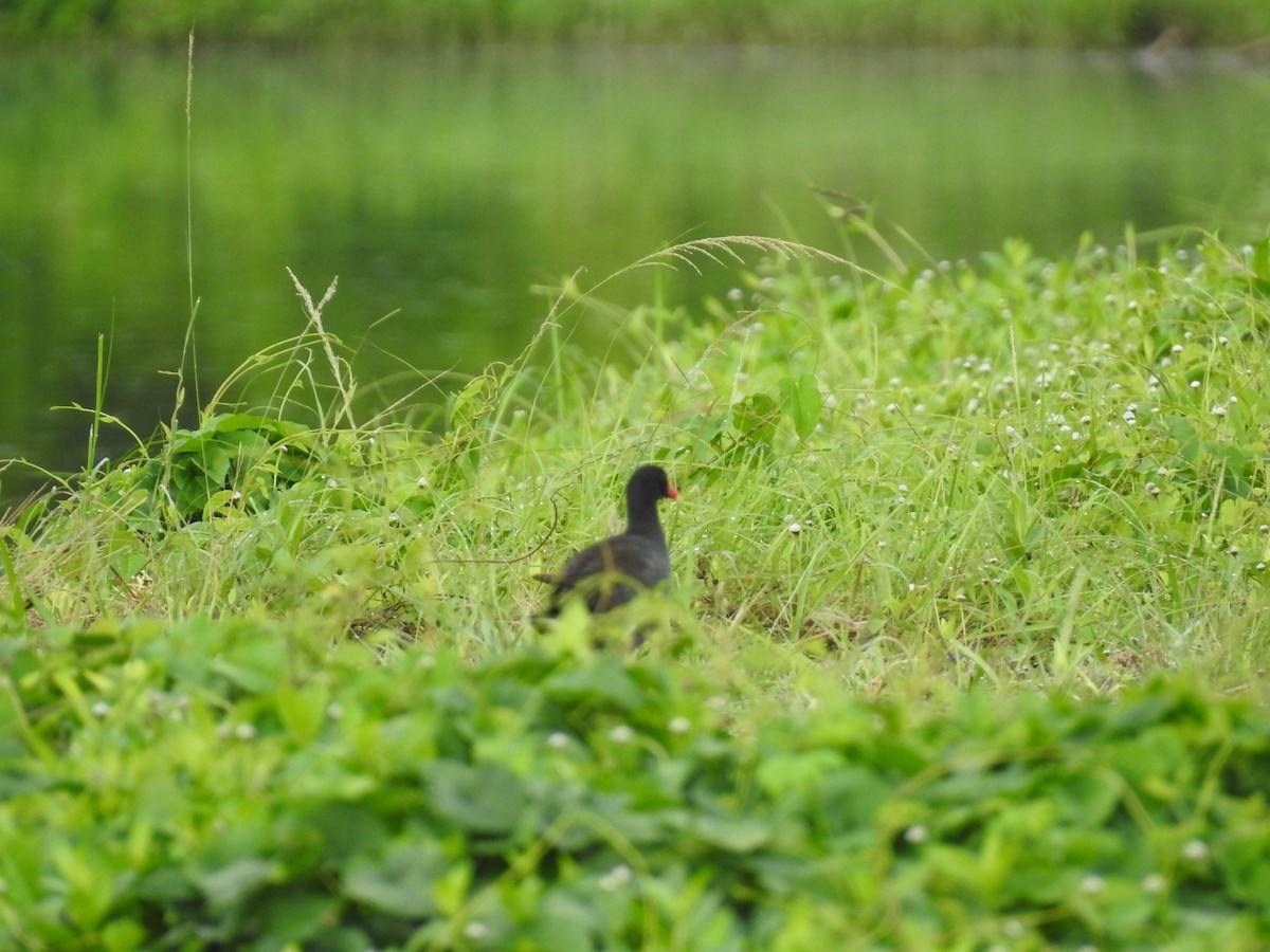 Common Gallinule - ML620789476