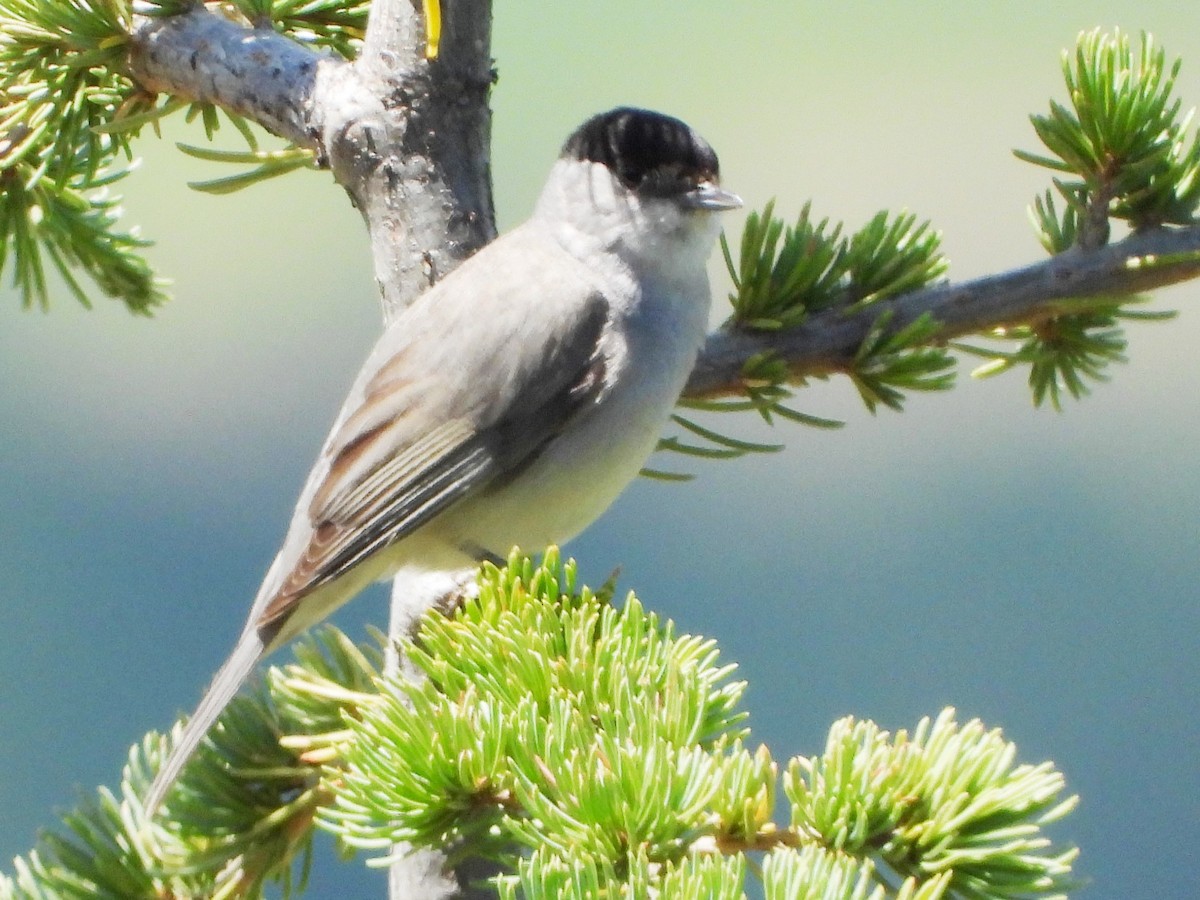 Eurasian Blackcap - ML620789477