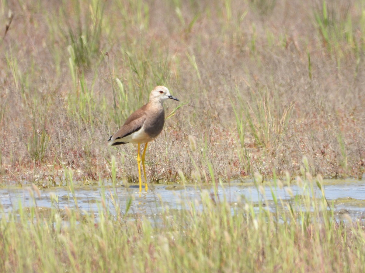 White-tailed Lapwing - ML620789478