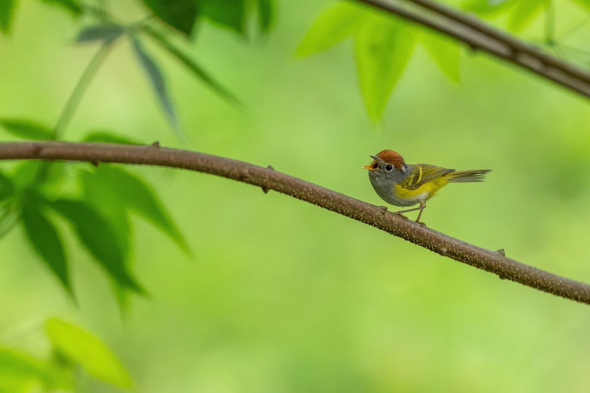 Chestnut-crowned Warbler - ML620789484