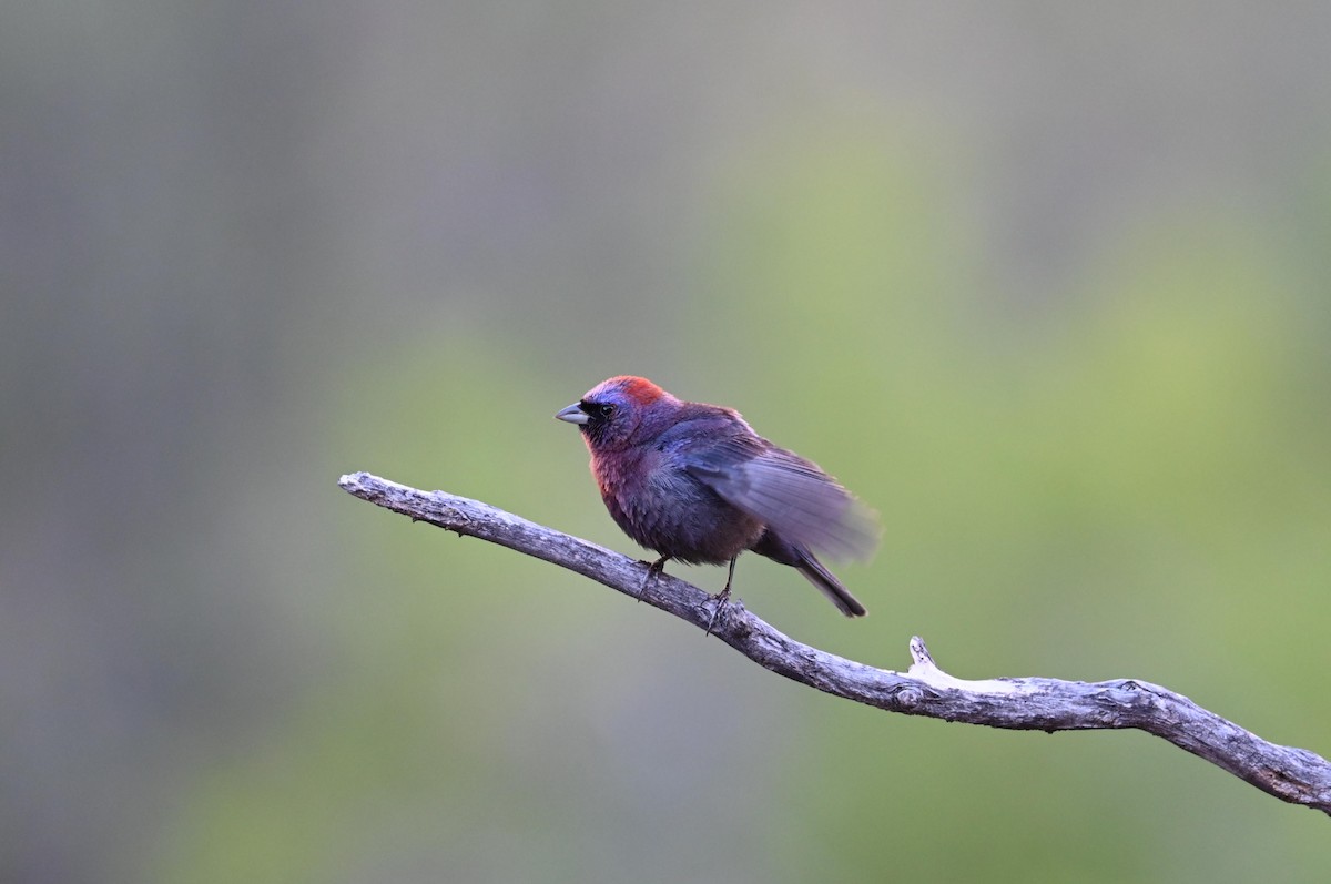 Varied Bunting - ML620789485