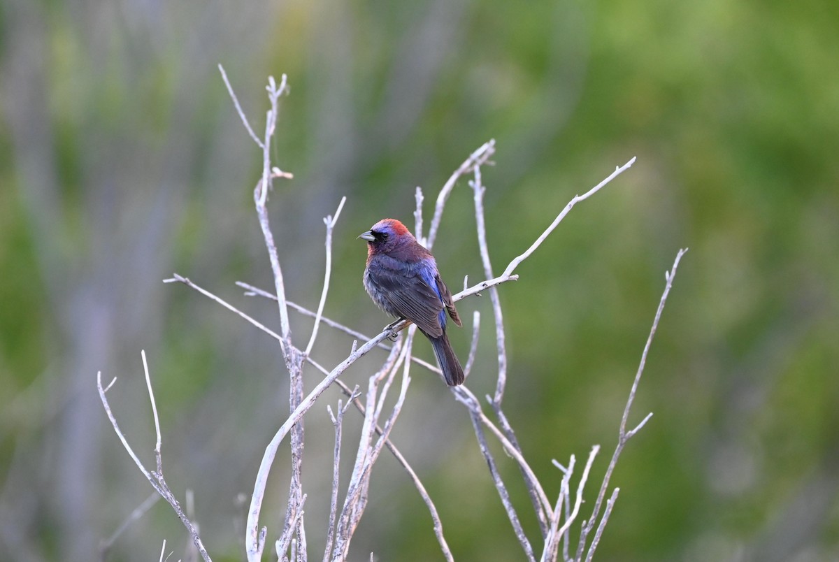 Varied Bunting - ML620789486