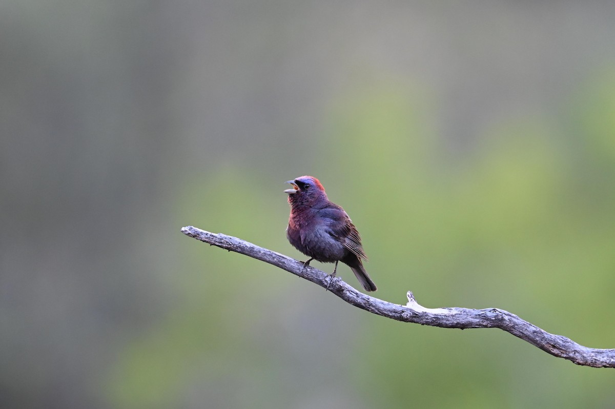 Varied Bunting - ML620789487