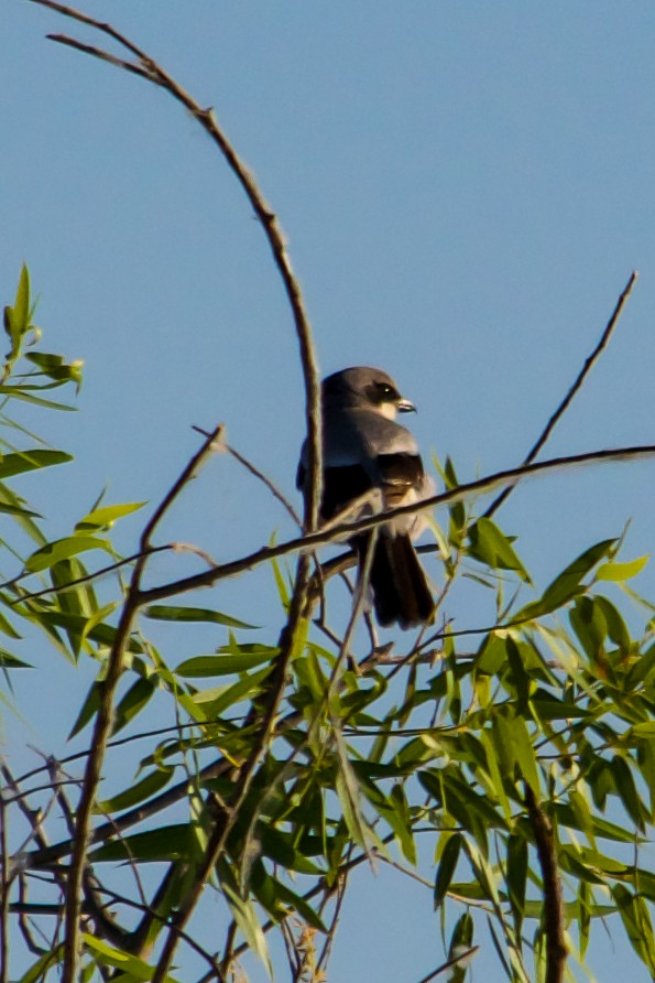 Loggerhead Shrike - ML620789488