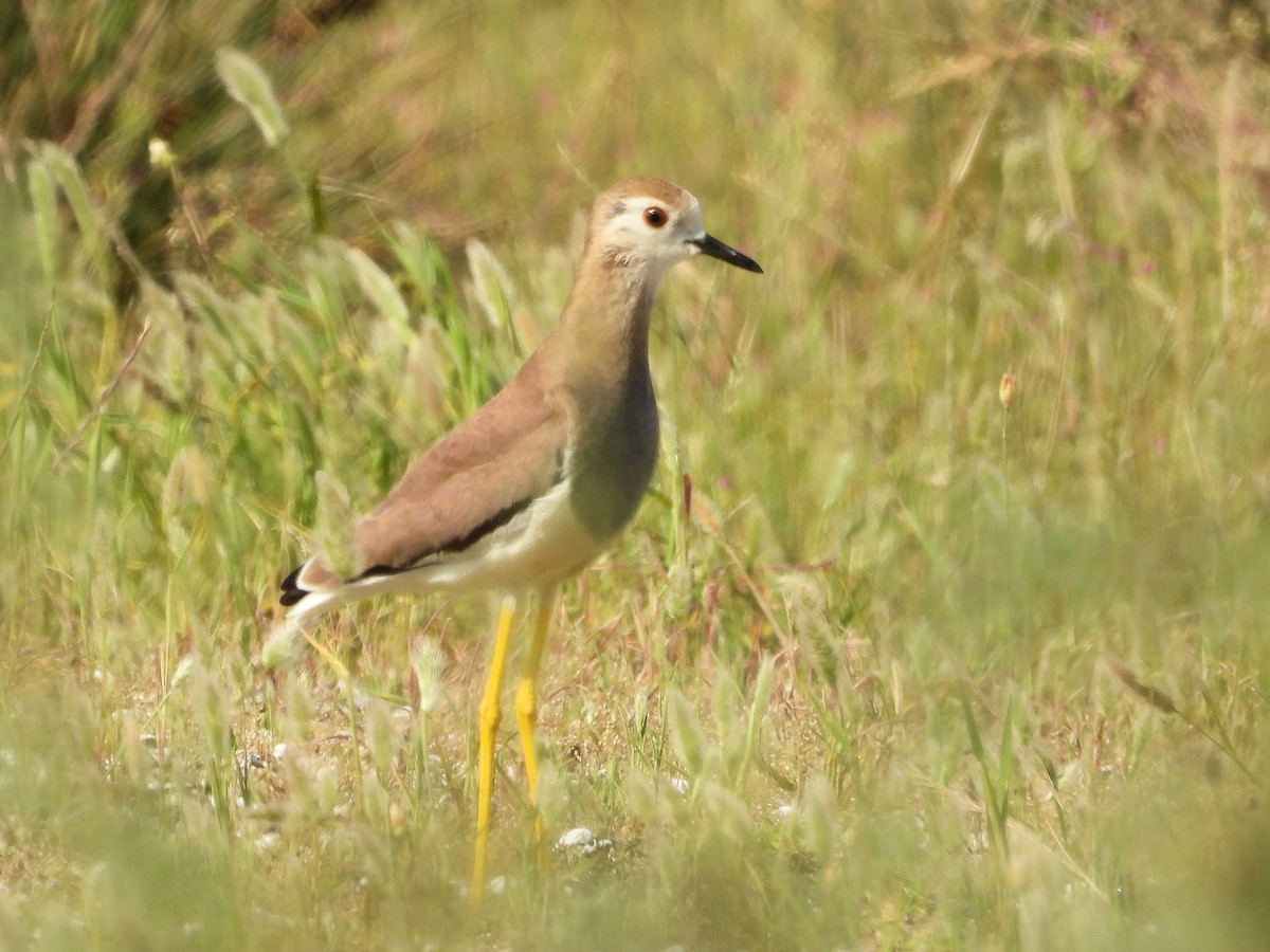 White-tailed Lapwing - ML620789490