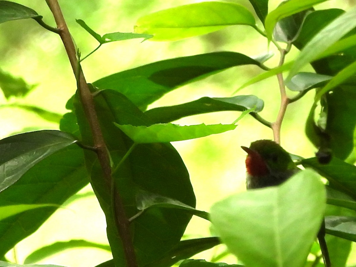 Jamaican Tody - ML620789491