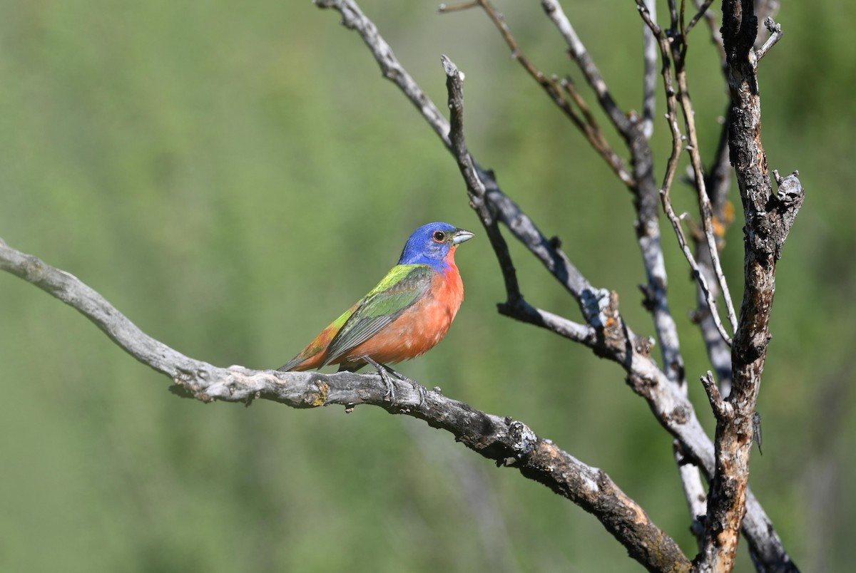 Painted Bunting - ML620789493