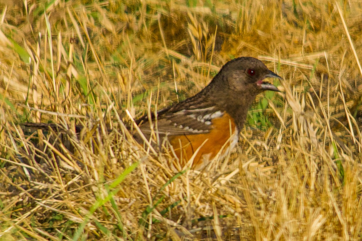 Spotted Towhee - ML620789495