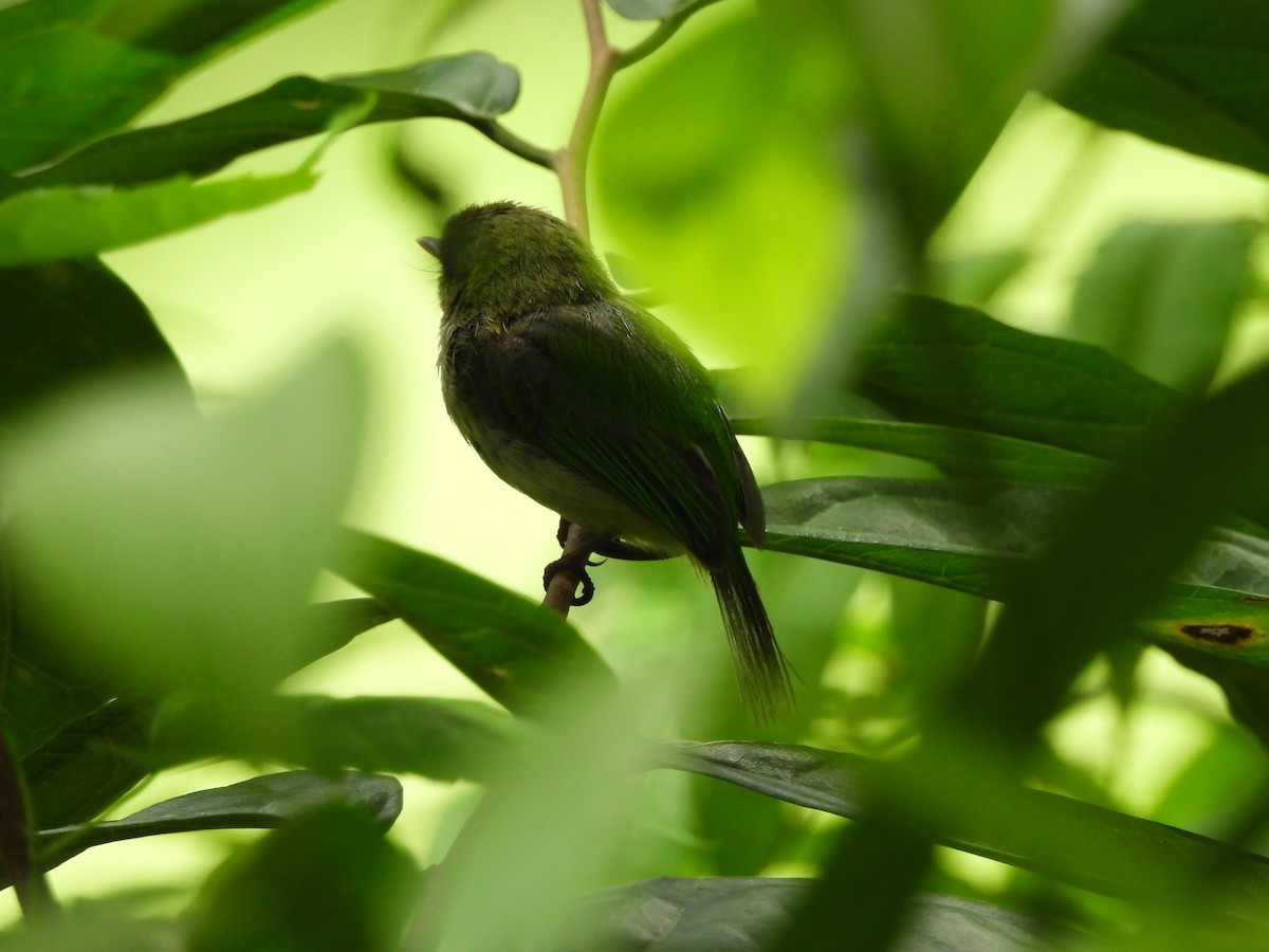 Jamaican Tody - ML620789497