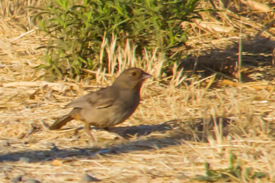 California Towhee - ML620789498