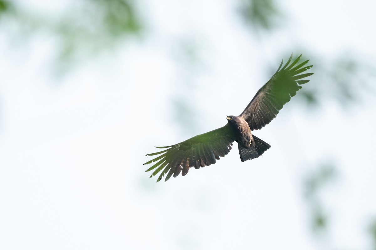 Águila Milana - ML620789500