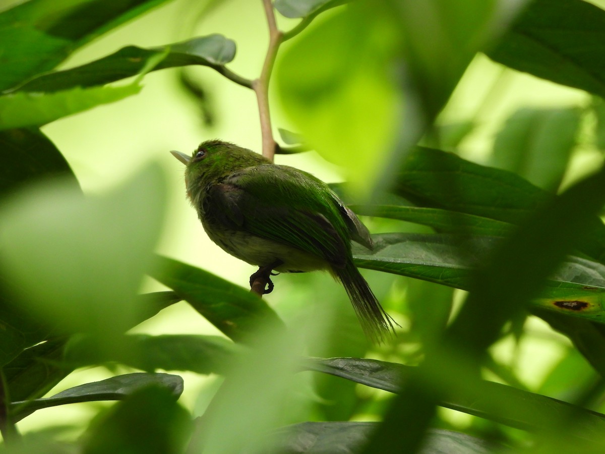 Jamaican Tody - ML620789501