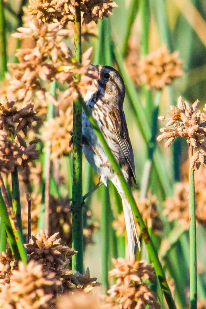 Song Sparrow - ML620789503