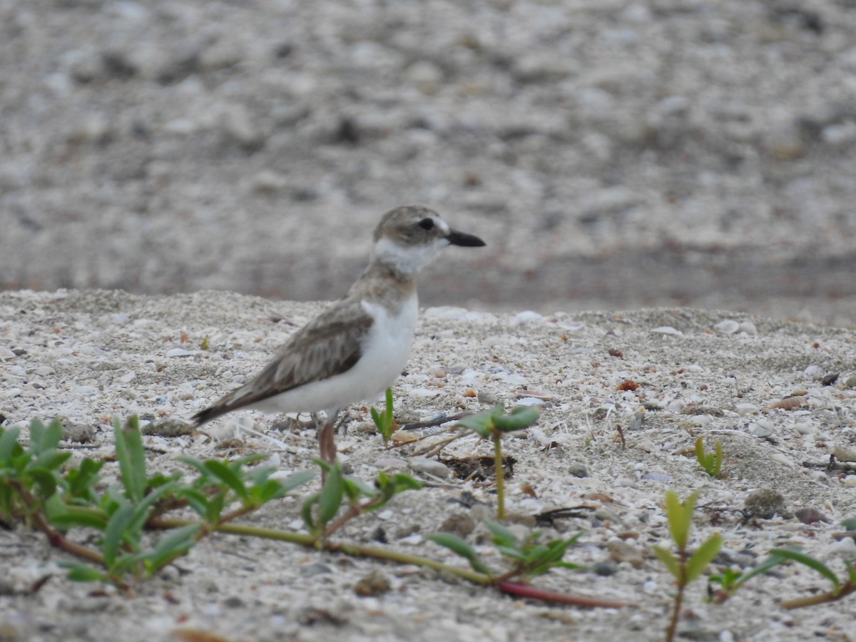 Wilson's Plover - ML620789504