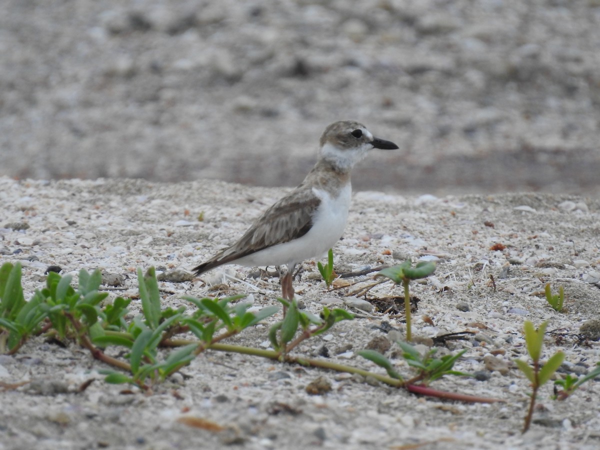 Wilson's Plover - ML620789505