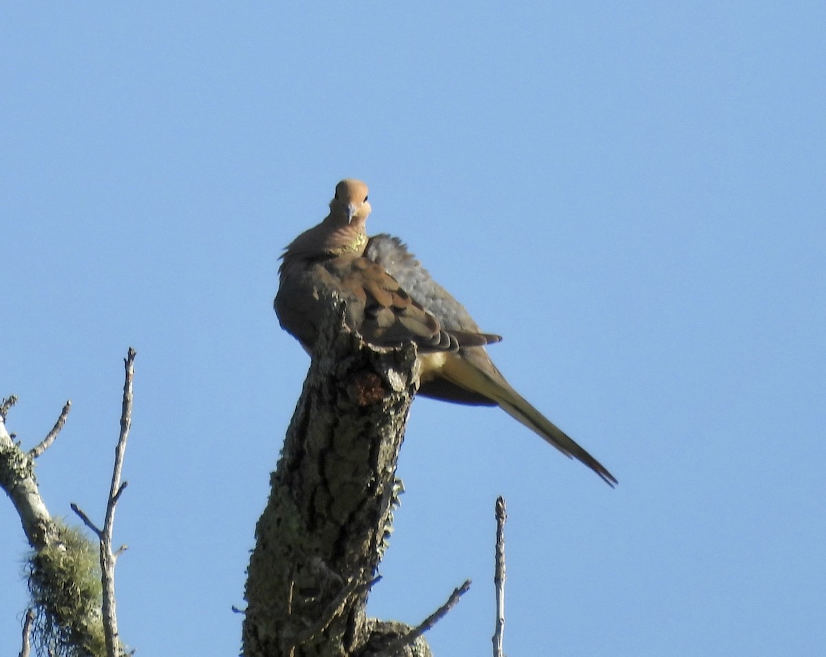 Mourning Dove - ML620789506