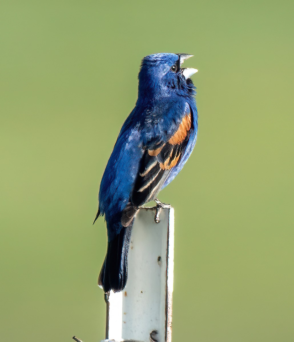 Blue Grosbeak - ML620789508