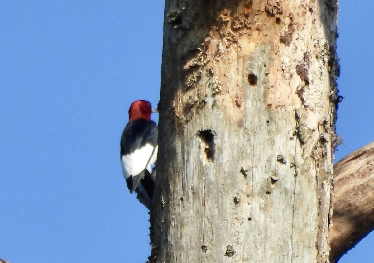 Red-headed Woodpecker - ML620789511