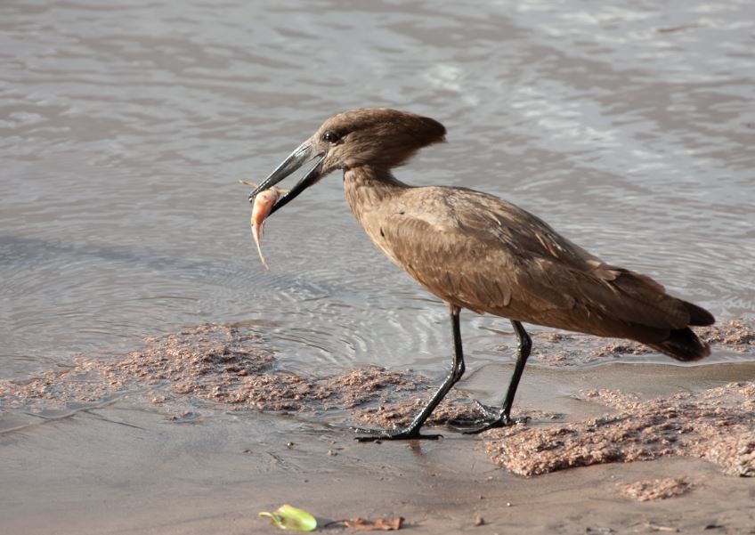 Hamerkop - ML620789514