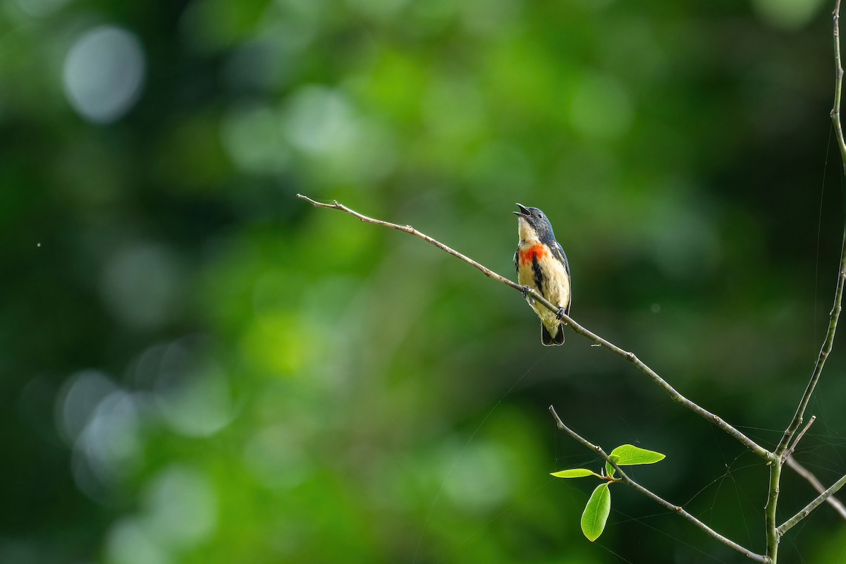 Fire-breasted Flowerpecker - ML620789516