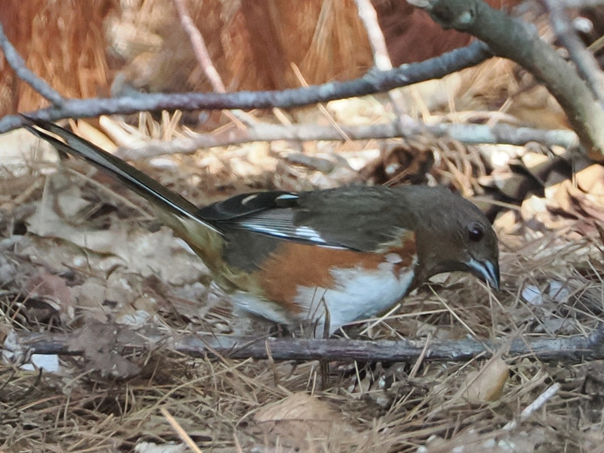 Eastern Towhee - ML620789525