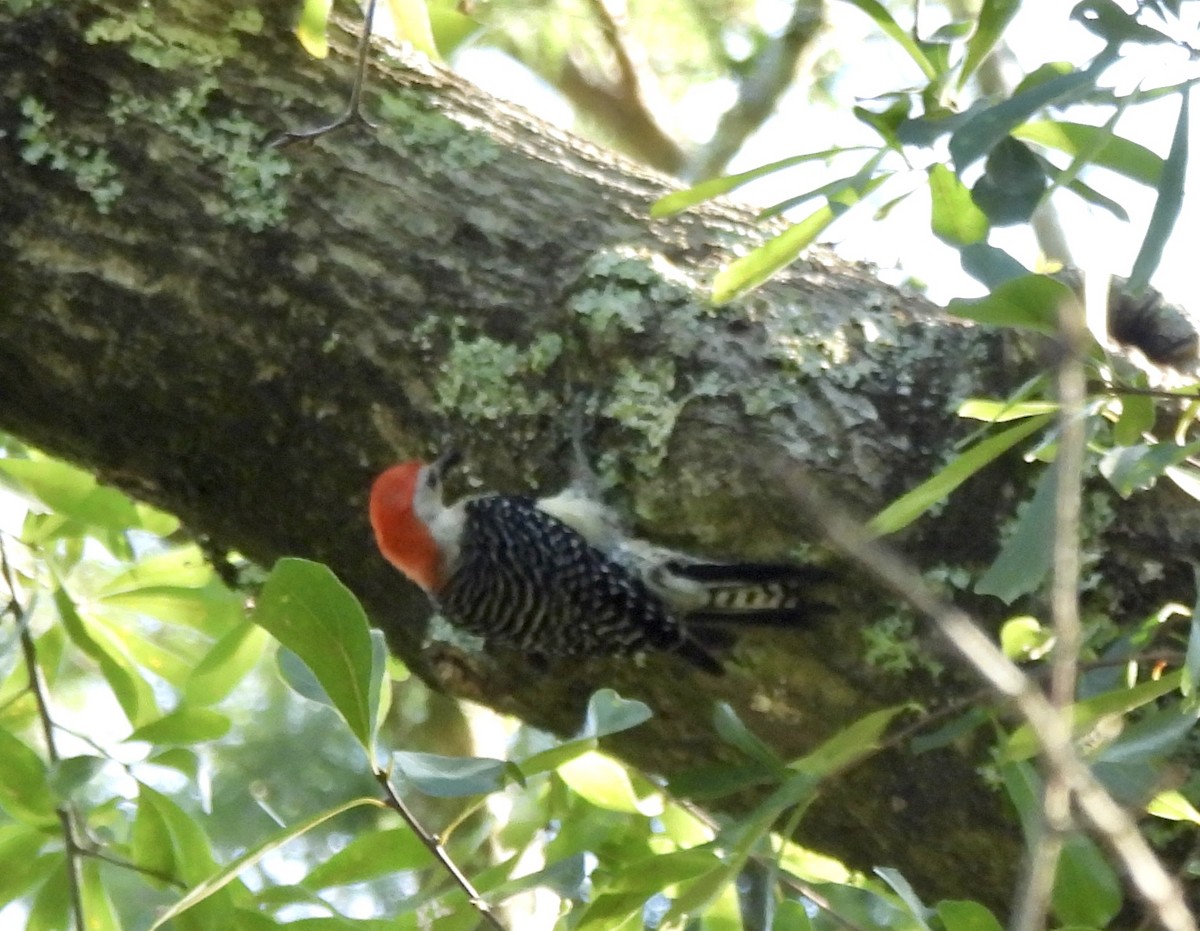 Red-bellied Woodpecker - ML620789527