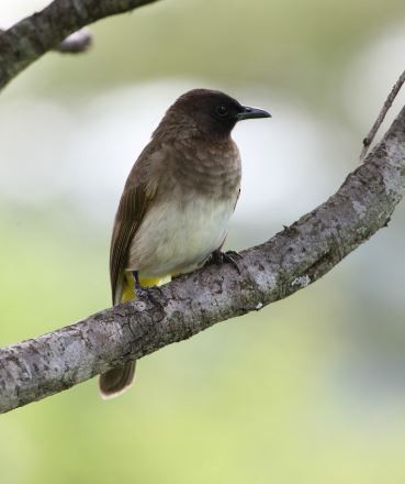 Common Bulbul - ML620789528