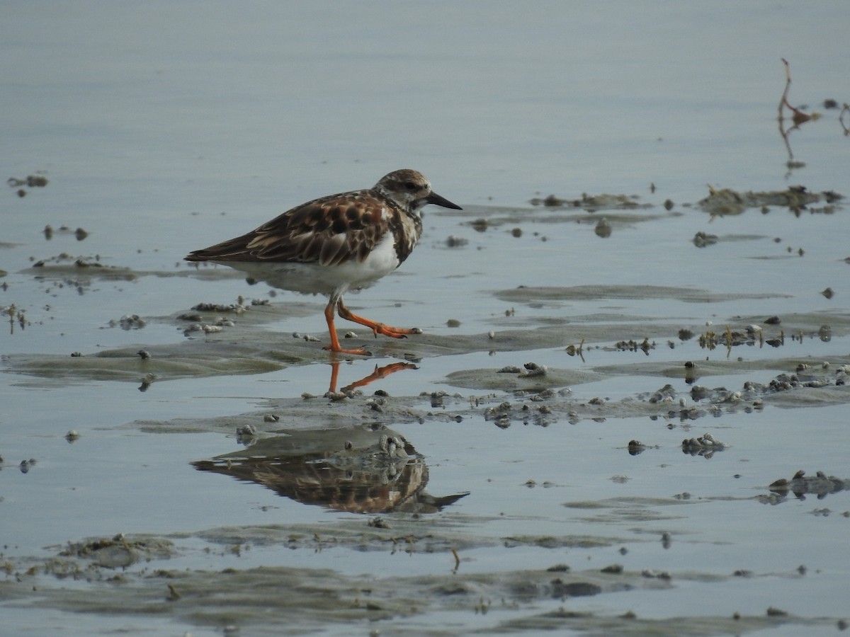 Ruddy Turnstone - ML620789529