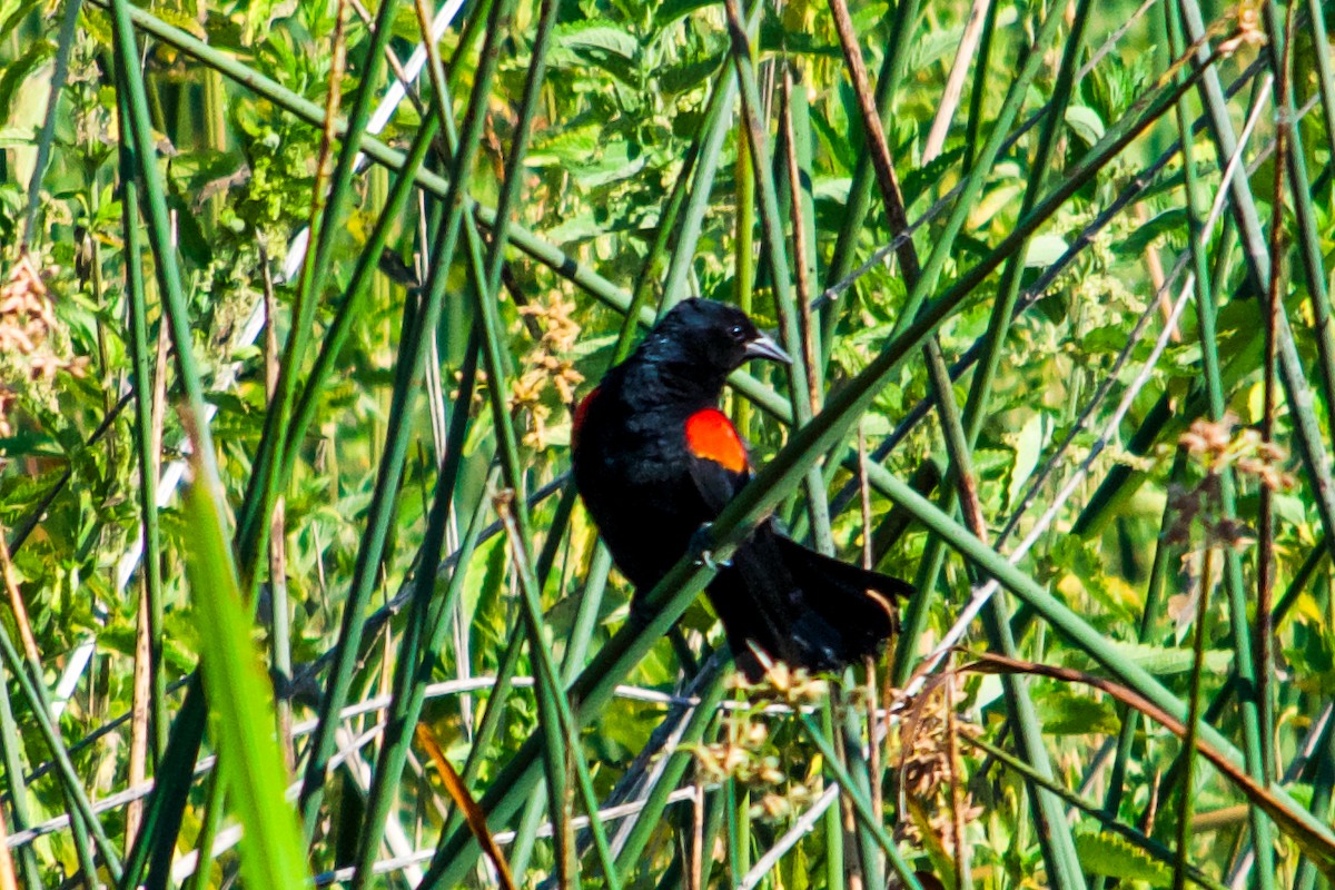 Red-winged Blackbird - ML620789532