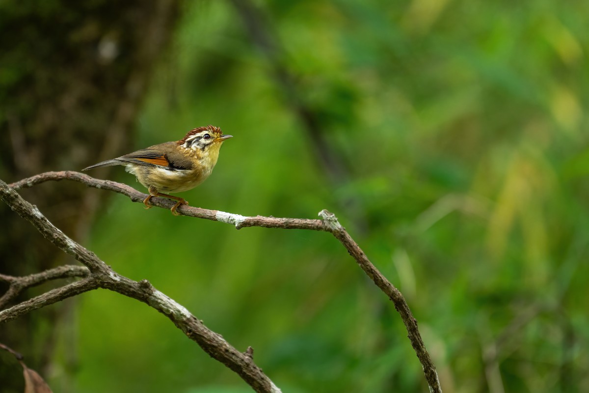 Rufous-winged Fulvetta - Deepak Budhathoki 🦉