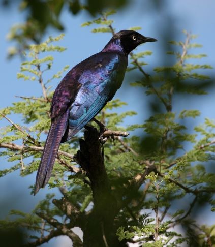 Rüppell's Starling - Wei TAN