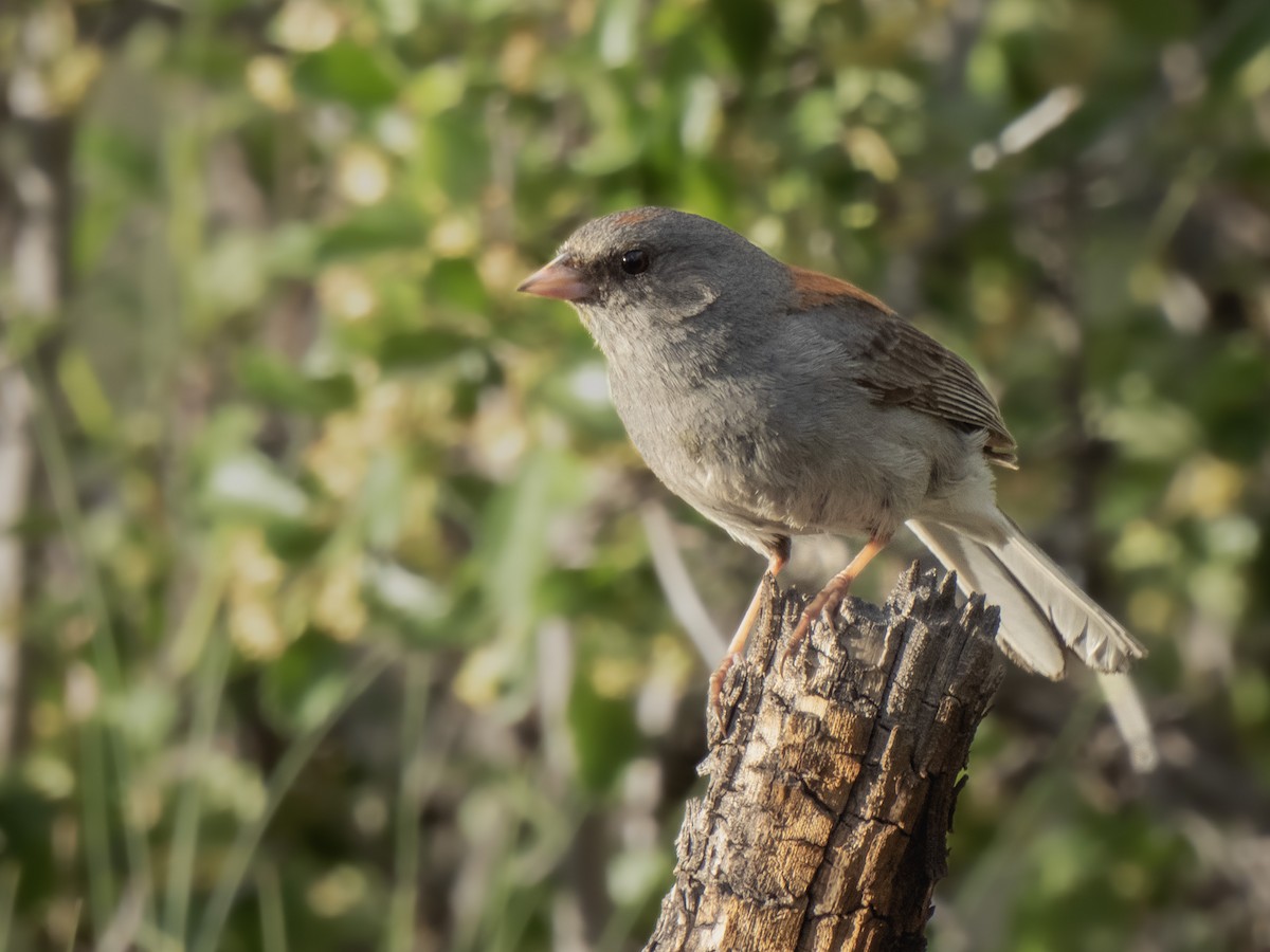 Dark-eyed Junco - ML620789536