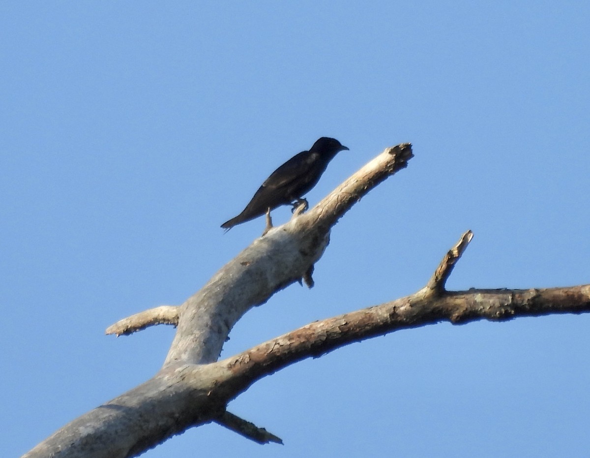 Purple Martin - ML620789541