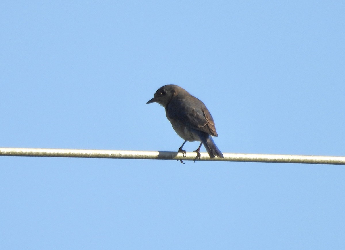 Eastern Bluebird - ML620789555