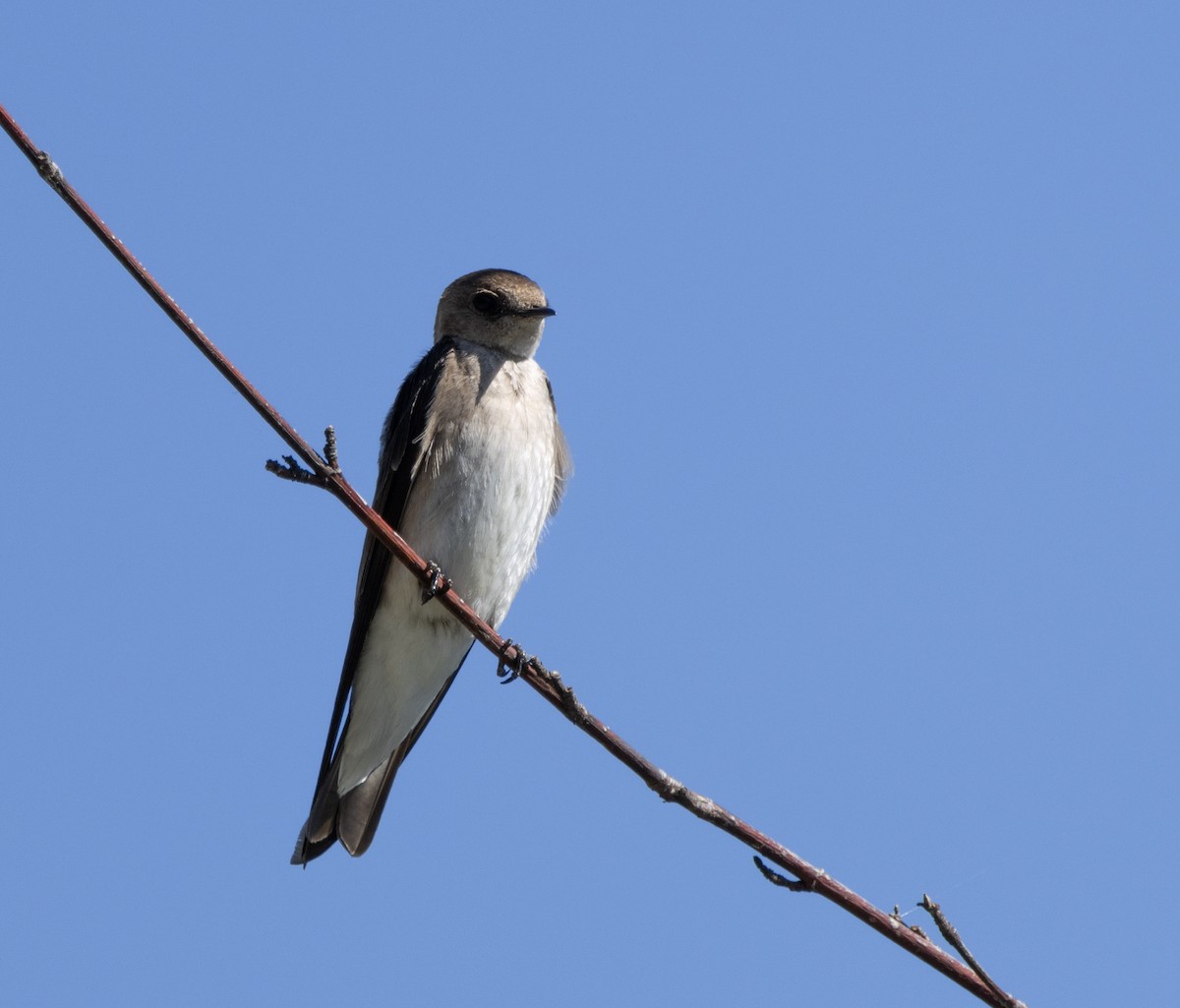 Northern Rough-winged Swallow - ML620789560