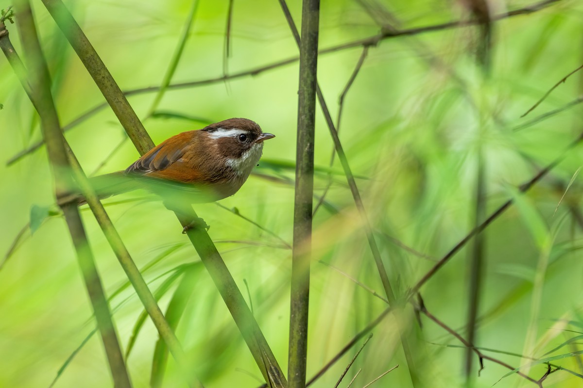 White-browed Fulvetta - Deepak Budhathoki 🦉