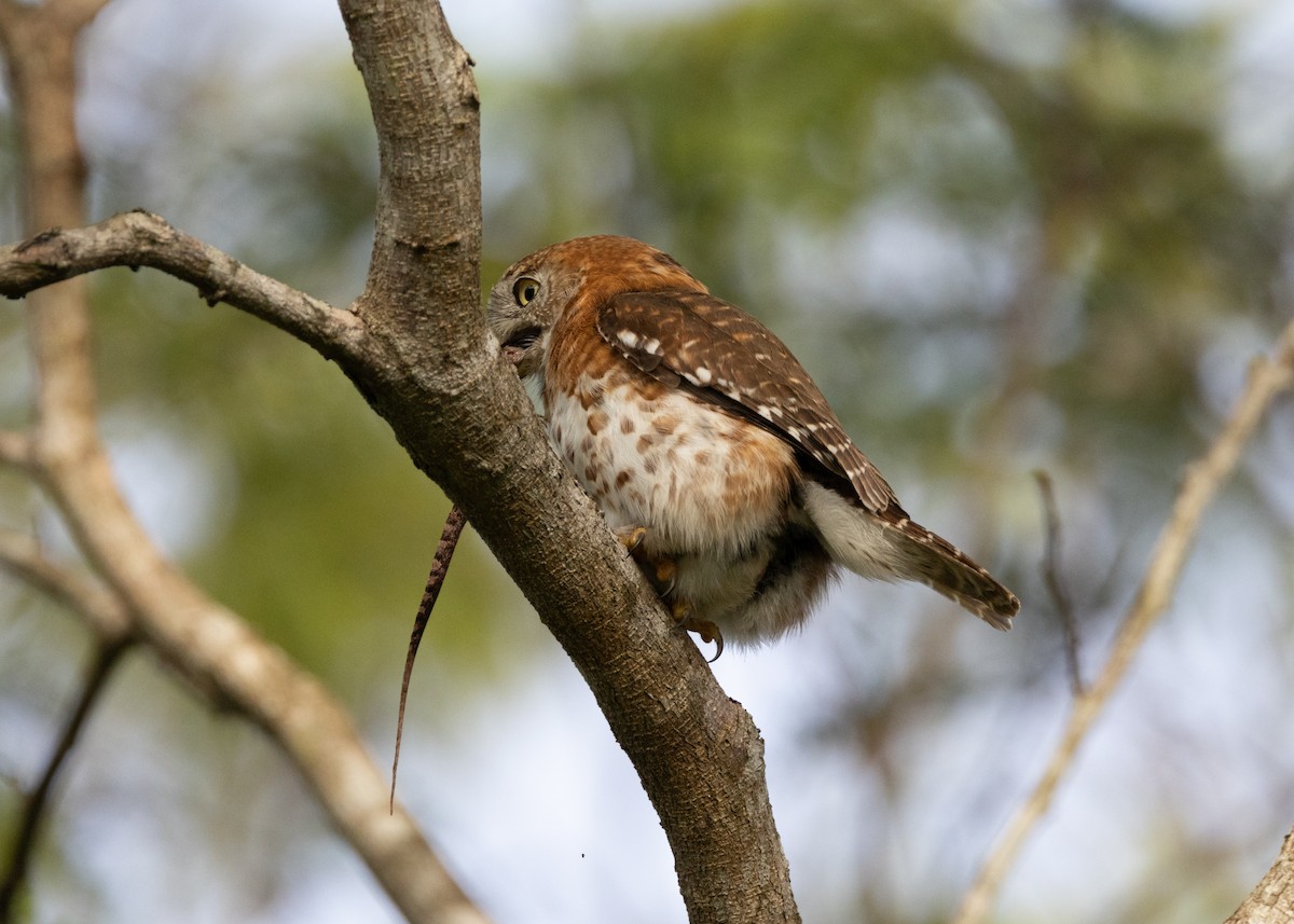 Cuban Pygmy-Owl - Silvia Faustino Linhares