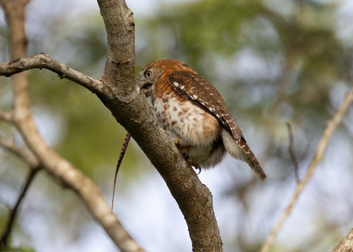 Cuban Pygmy-Owl - ML620789569