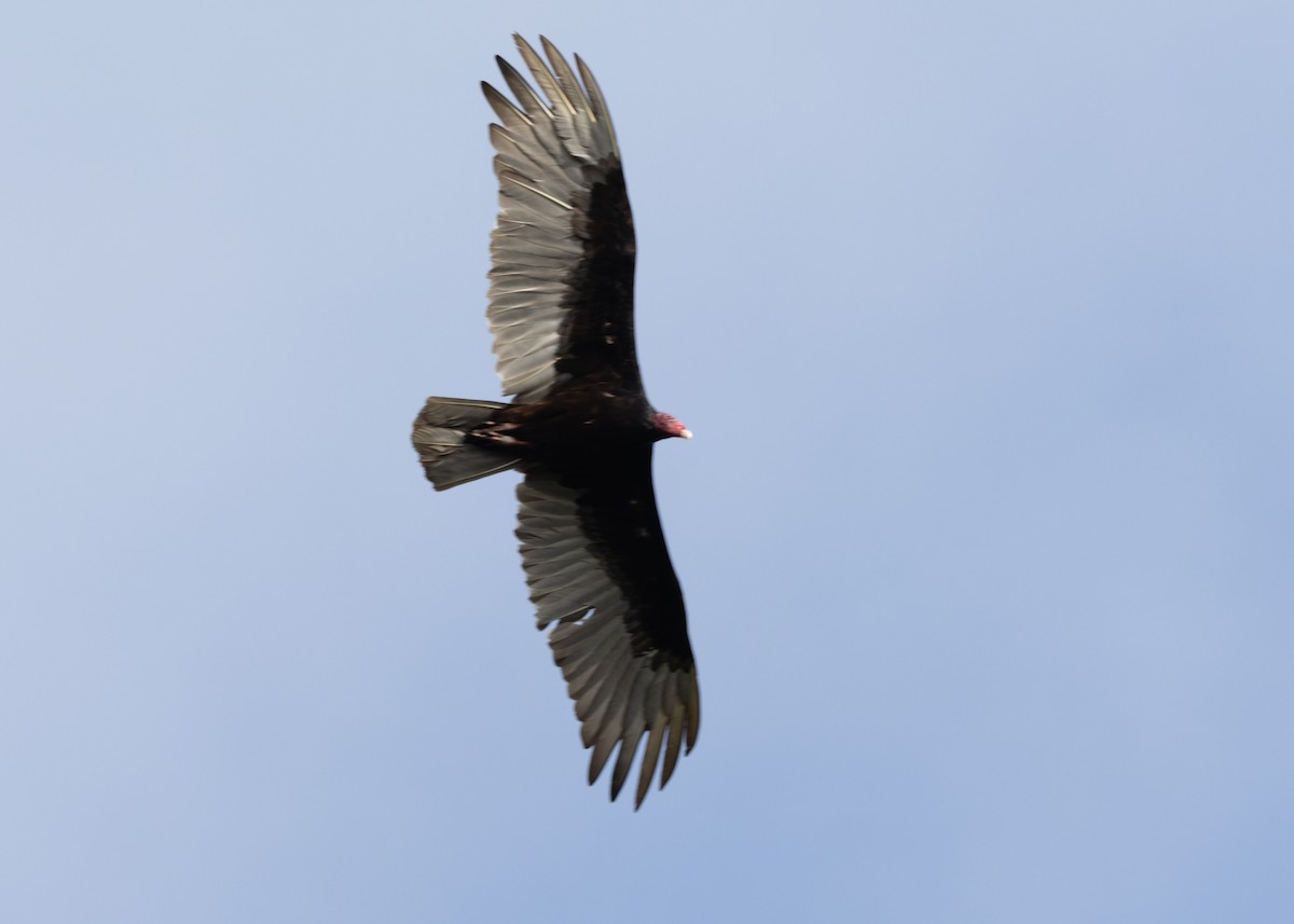 Turkey Vulture (Northern) - ML620789571