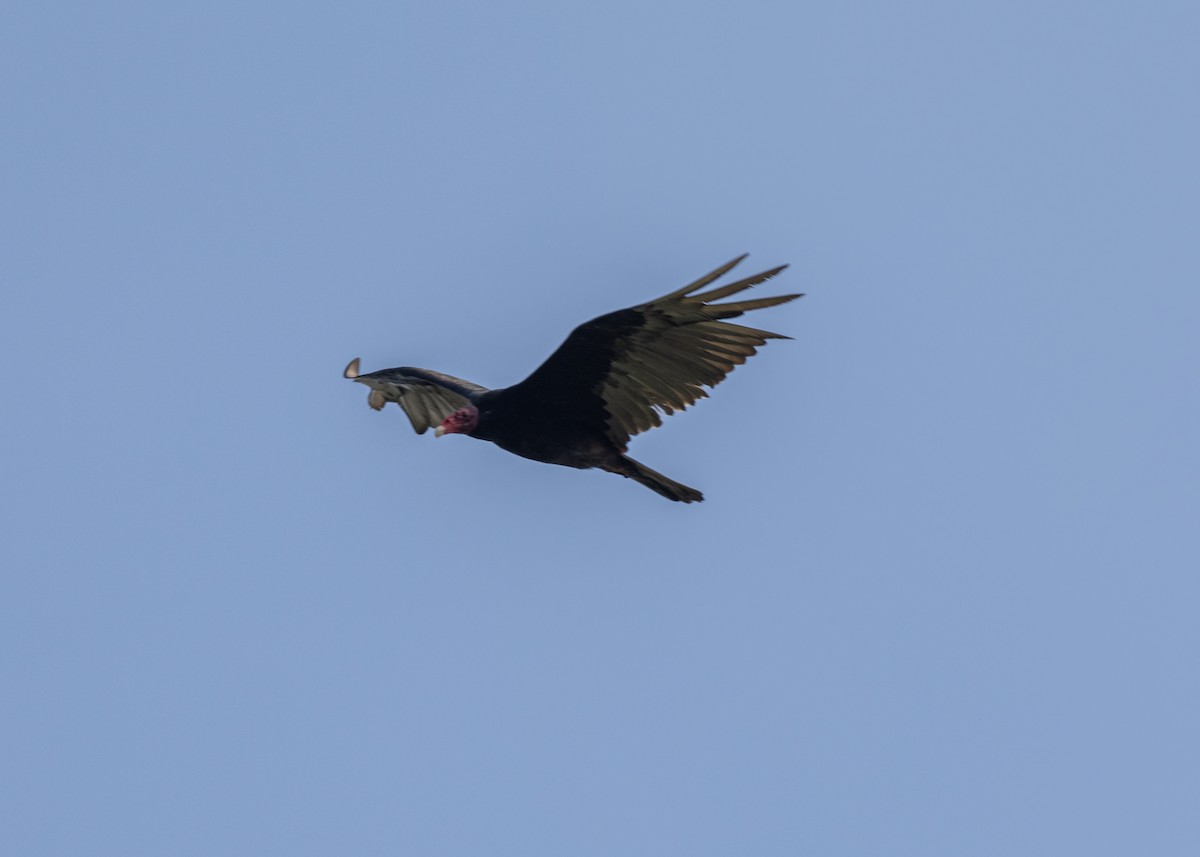 Turkey Vulture (Northern) - ML620789572