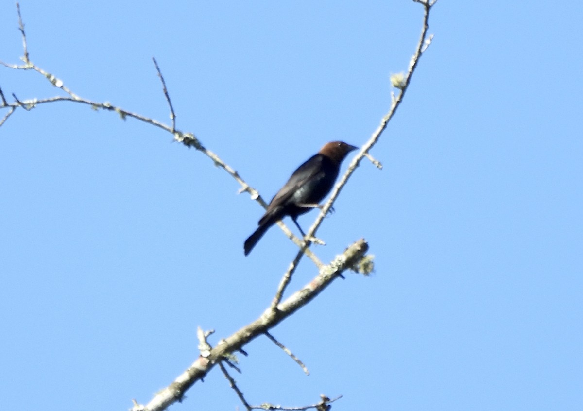 Brown-headed Cowbird - ML620789574