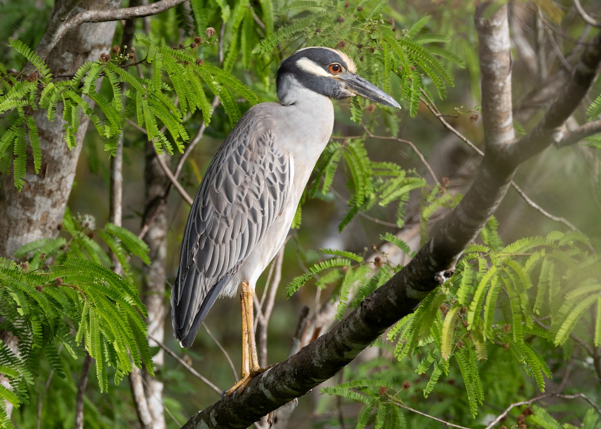 Yellow-crowned Night Heron - ML620789575