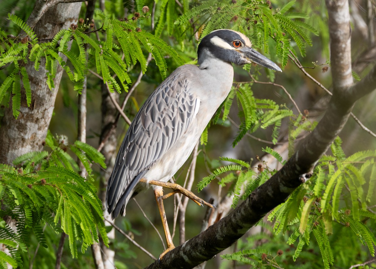 Yellow-crowned Night Heron - ML620789576