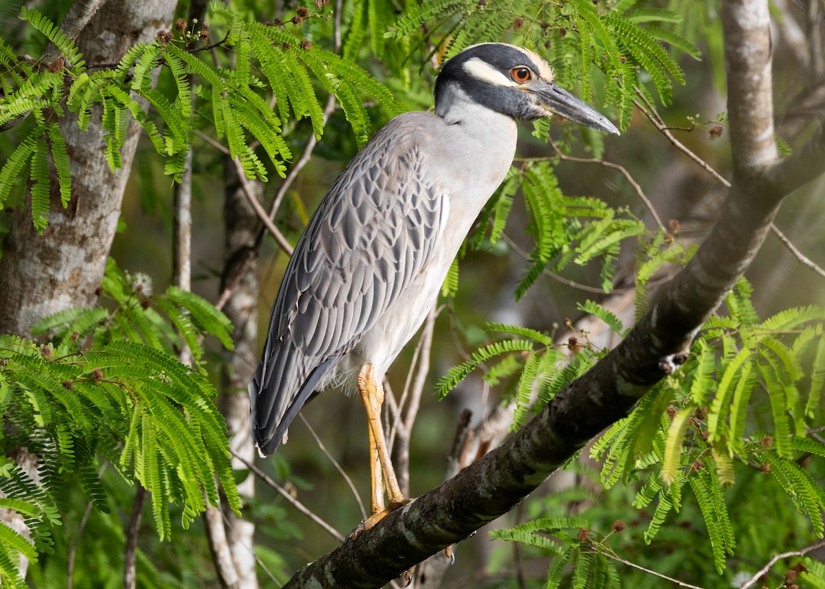 Yellow-crowned Night Heron - ML620789577