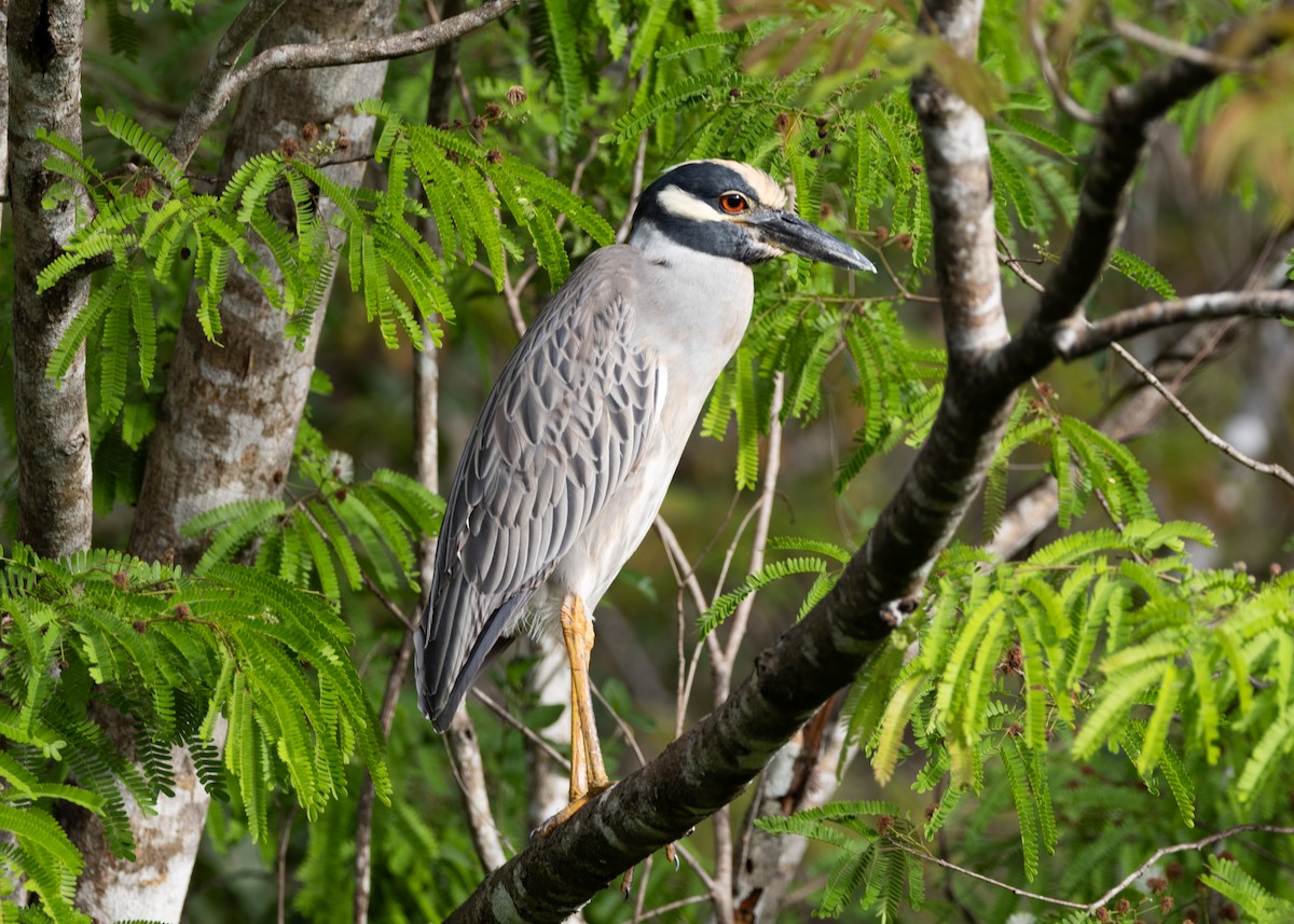 Yellow-crowned Night Heron - ML620789578