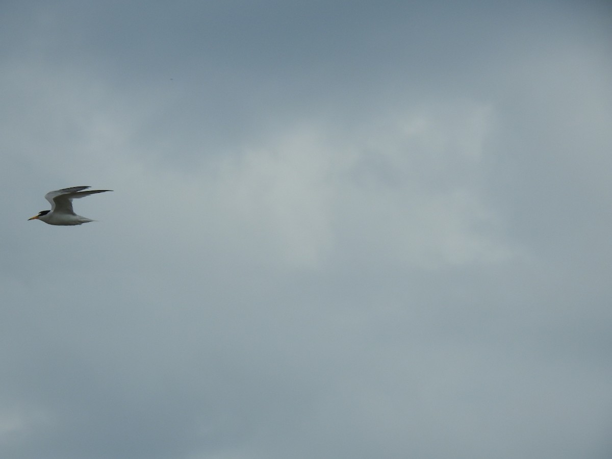 Least Tern - ML620789581