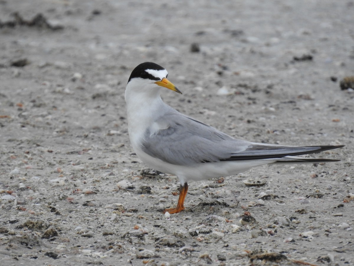 Least Tern - Nicolás Díaz Pérez