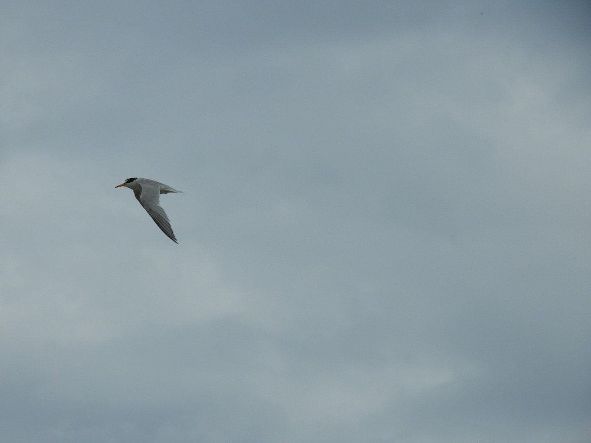 Least Tern - ML620789584