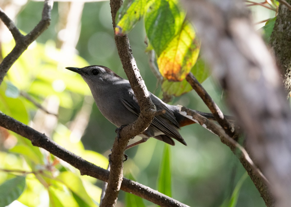 Gray Catbird - ML620789585